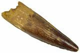 Fossil Spinosaurus Tooth - Real Dinosaur Tooth #352983-1